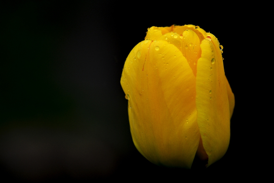 Natura pianta fotografia fiore