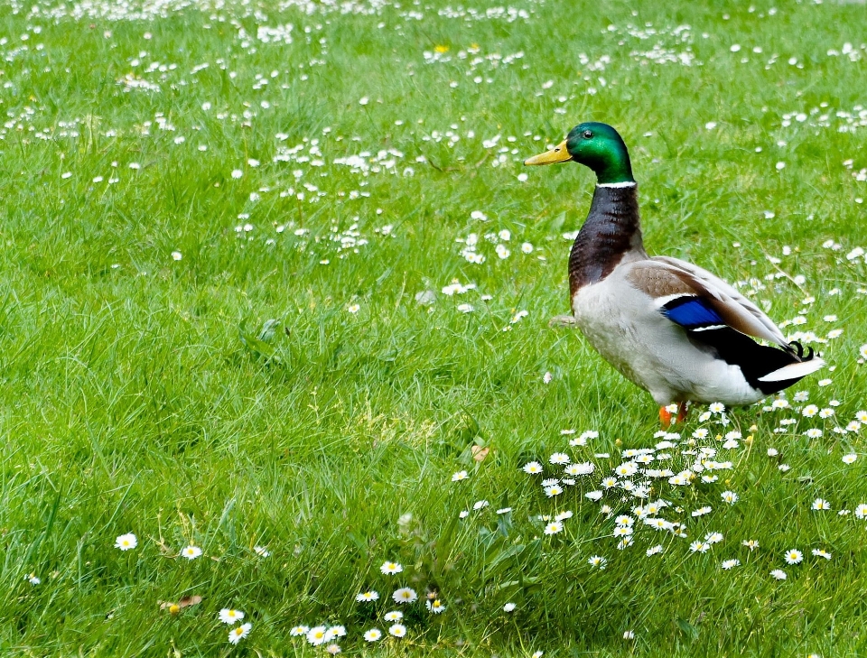 Natura erba uccello prato