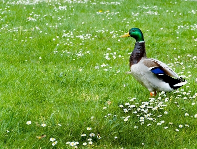 Nature grass bird lawn Photo