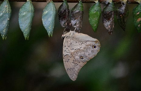 Nature branch wing photography Photo