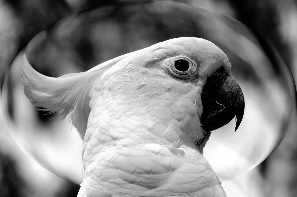 Pájaro ala en blanco y negro
