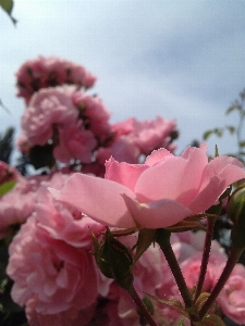 Blossom growth plant stem Photo