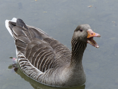 Water nature bird wing Photo