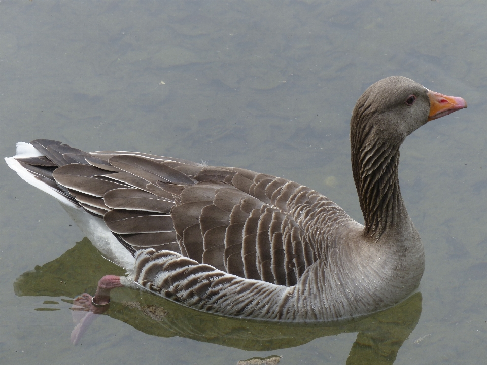 Water nature bird wing