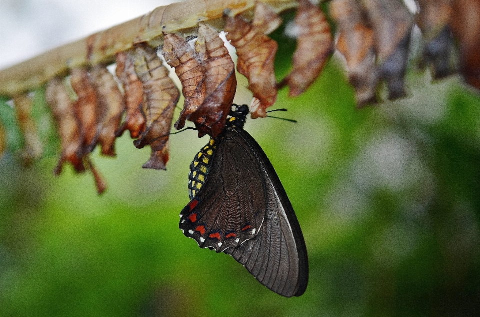 Natura ala fotografia foglia