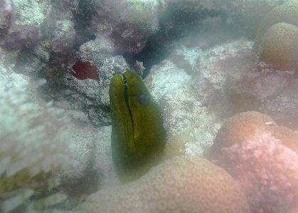 Ocean white underwater biology Photo