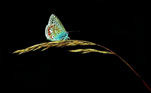 Grass wing light night Photo