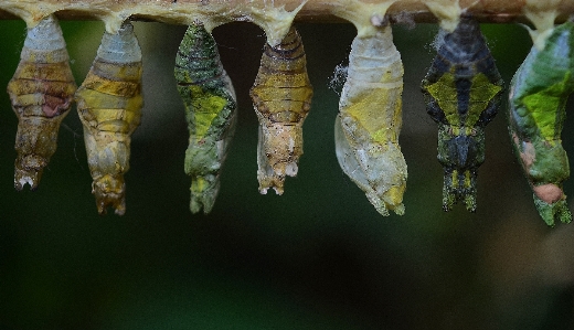 Foto Albero natura ramo pianta