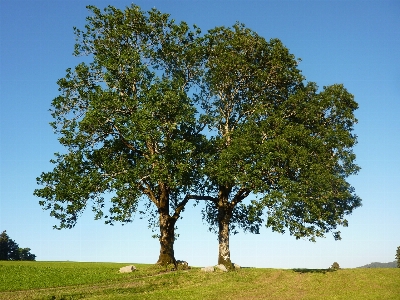 Tree plant field meadow Photo