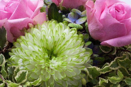 Nature plant white flower Photo