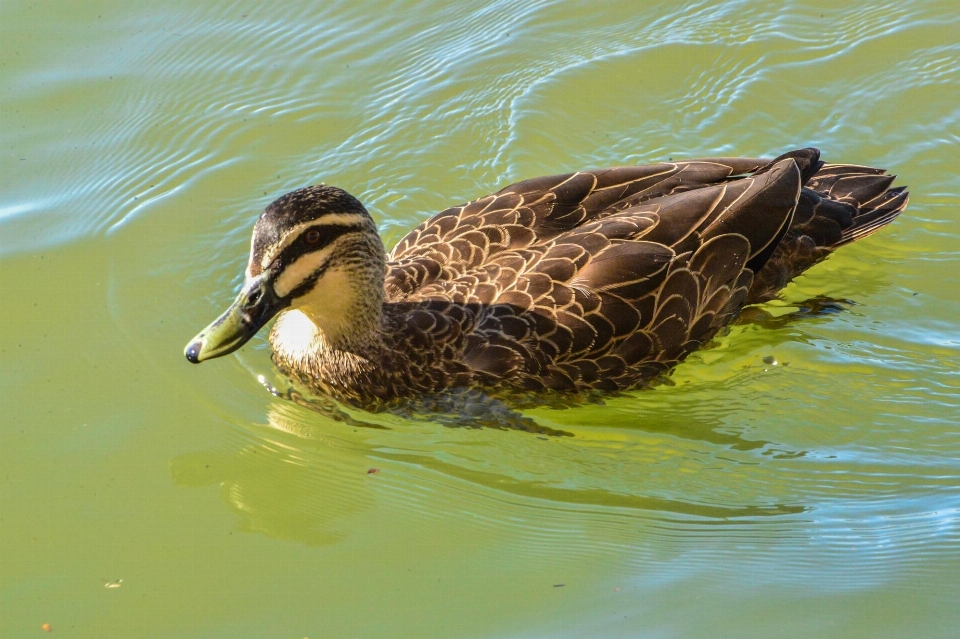 Agua naturaleza pájaro ala