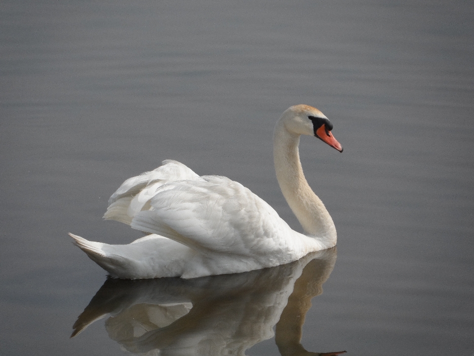 птица крыло клюв fauna