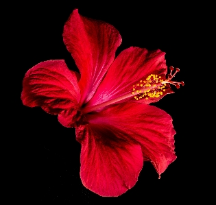 Blossom plant flower petal Photo