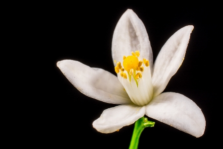 花 植物 白 写真撮影 写真