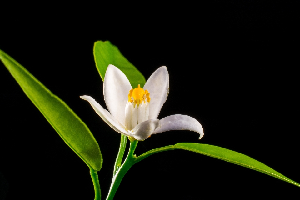 Florecer planta blanco hoja