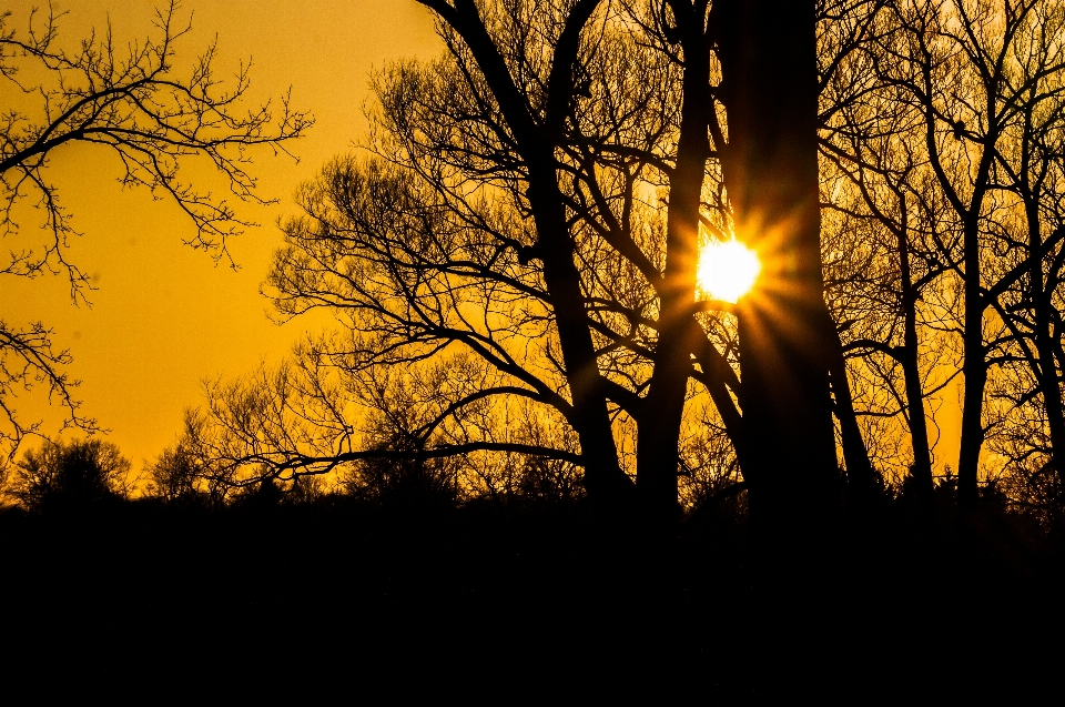 Paysage arbre nature bifurquer