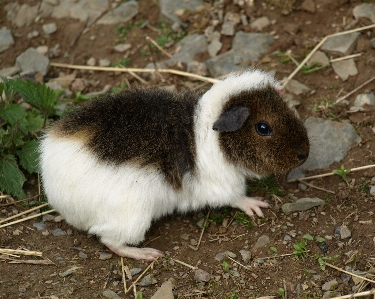 Foto Lindo fauna silvestre mamífero roedor