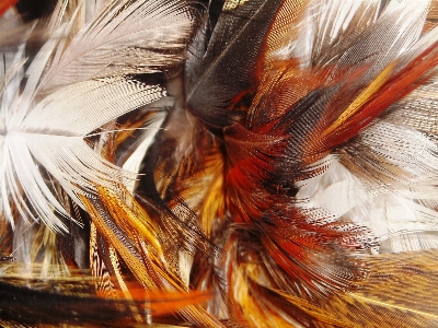 Bird wing white orange Photo