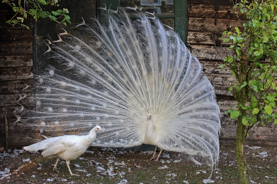 Pájaro ala fauna silvestre zoo