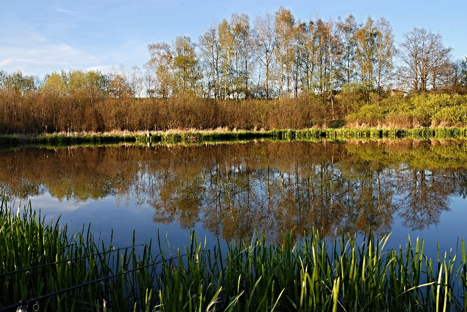 Landscape tree water nature