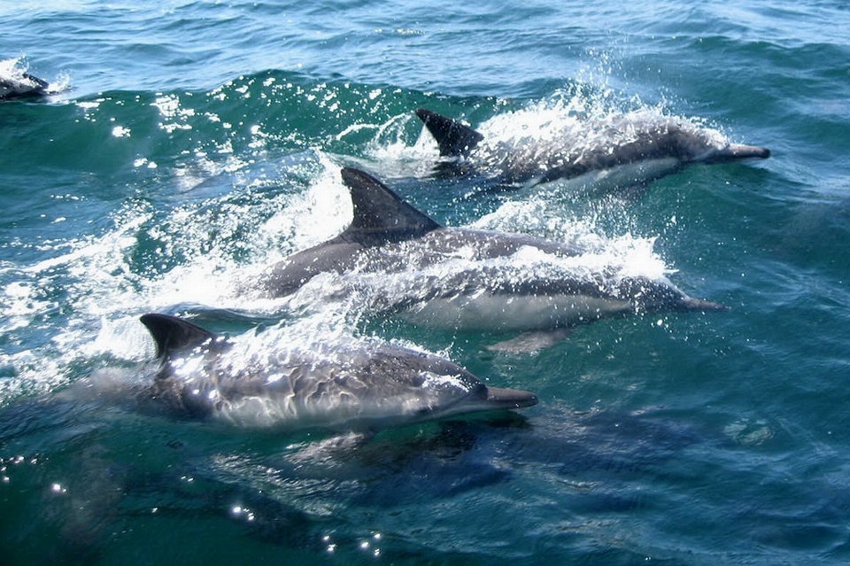 Meer wasser ozean springen