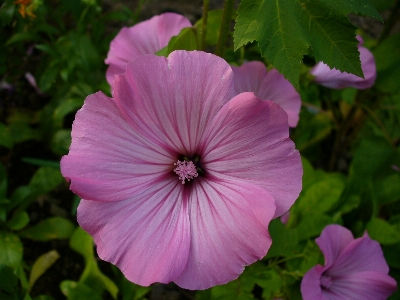 Blossom plant flower petal Photo