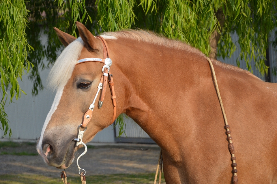 Animale domestico pascolo
 cavallo frenare
