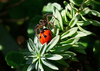 Nature plant flower green Photo