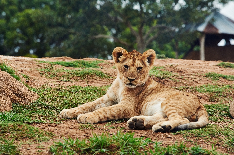 Nature animal mignon faune