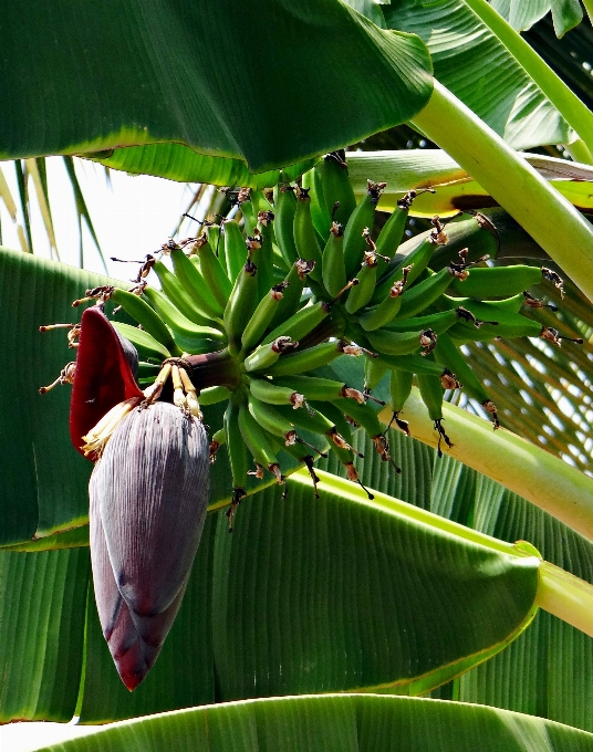 Pohon alam mekar tanaman