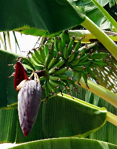 Foto Pohon alam mekar tanaman