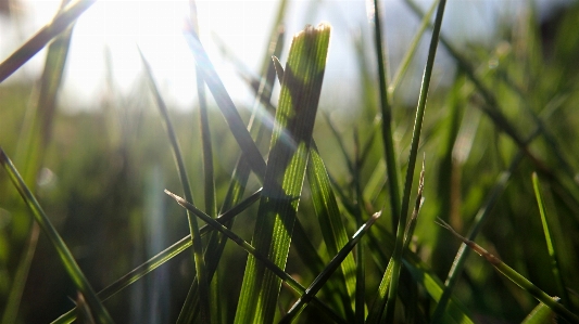 Nature grass branch dew Photo