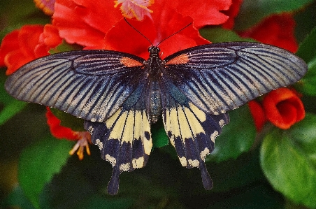 Nature wing plant leaf Photo