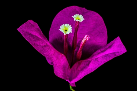 花 植物 葉 紫 写真