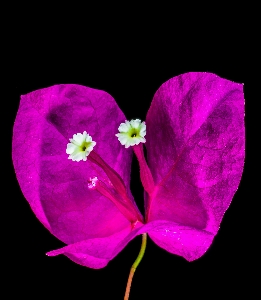 Blossom plant leaf flower Photo