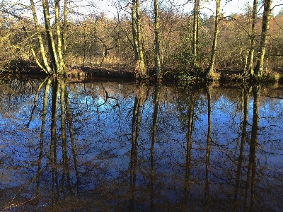 Landscape tree water nature Photo