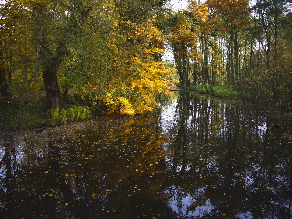 Baum natur wald wildnis
