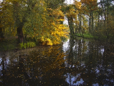 Tree nature forest wilderness Photo