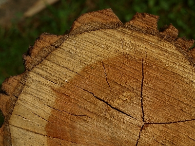 Foto Pohon cabang tanaman kayu