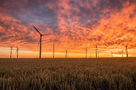 Landscape grass horizon silhouette Photo