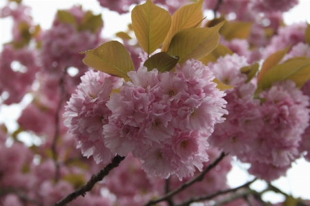 Nature branch blossom plant Photo