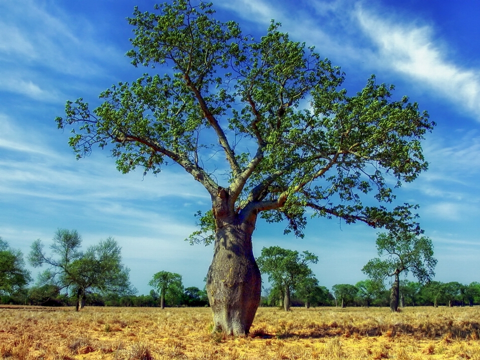 Landschaft baum natur zweig