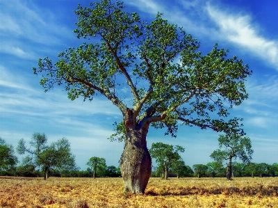 Foto Paesaggio albero natura ramo