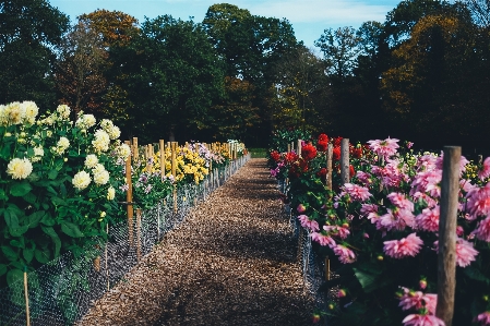 Foto Sentiero fiore pianta campo