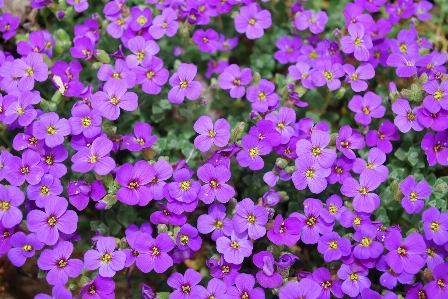 Outdoor blossom growth plant Photo