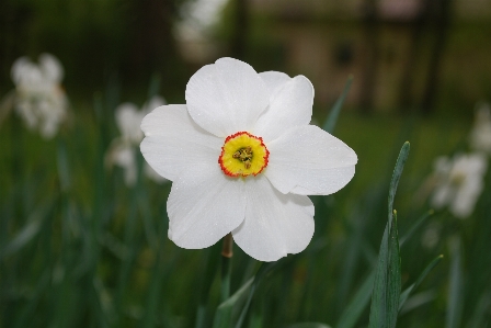 Outdoor blossom growth plant Photo