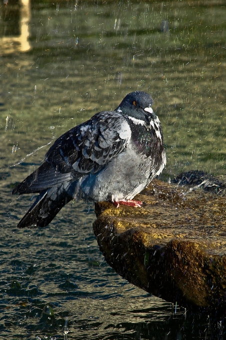 Doğa kuş yaban hayatı gaga