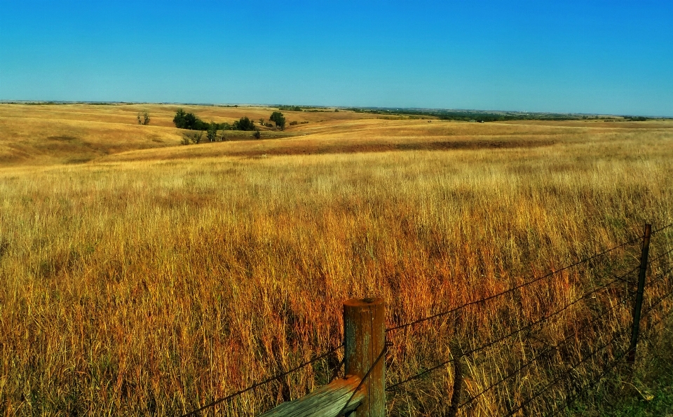 Landschaft gras horizont sumpf
