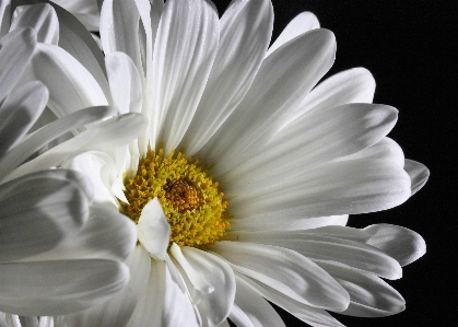 Foto Fiore bianco e nero
 pianta