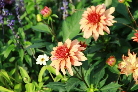 Outdoor blossom growth plant Photo